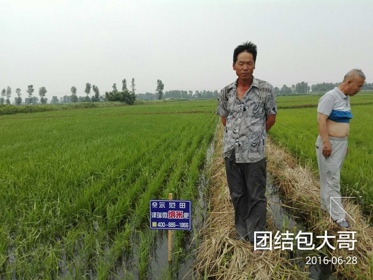 水稻百亩展示田