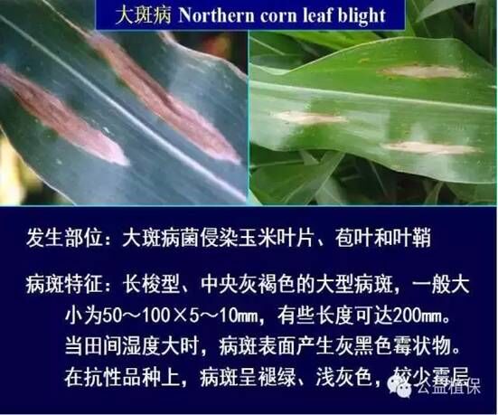 最全的玉米病害图谱，看完后自己当专家！！