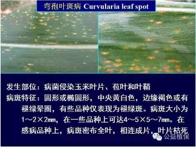 最全的玉米病害图谱，看完后自己当专家！！