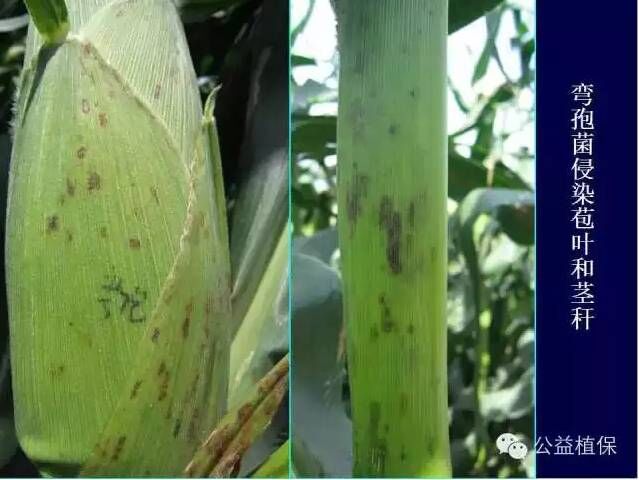 最全的玉米病害图谱，看完后自己当专家！！