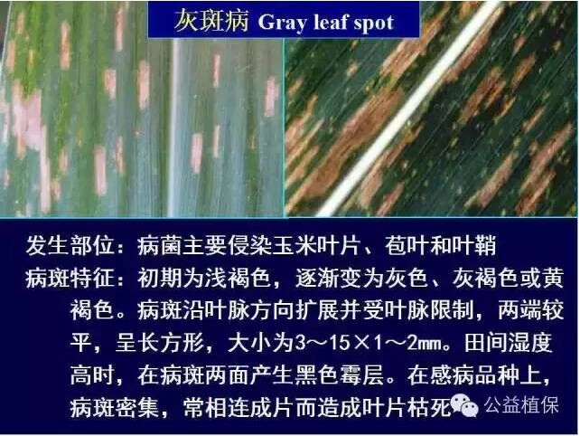 最全的玉米病害图谱，看完后自己当专家！！