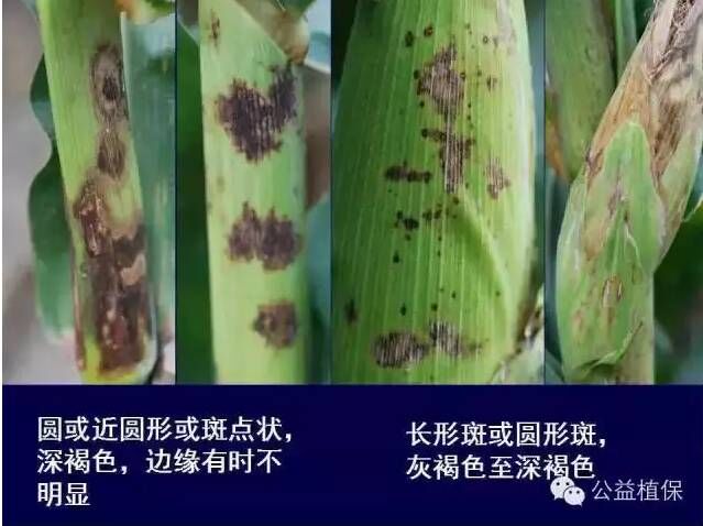 最全的玉米病害图谱，看完后自己当专家！！
