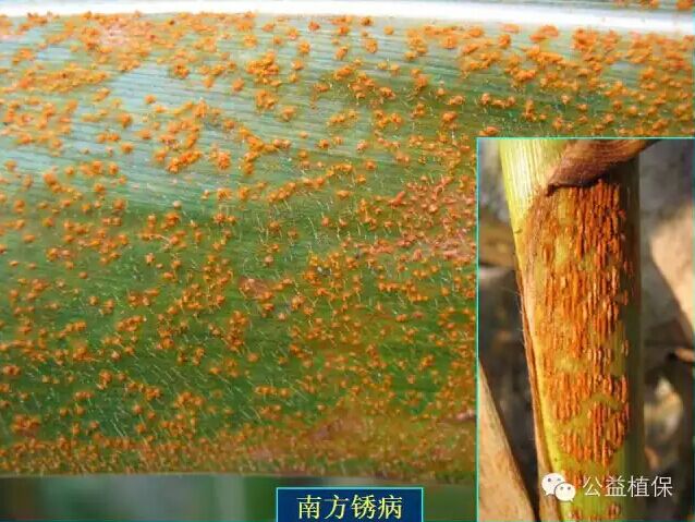 最全的玉米病害图谱，看完后自己当专家！！