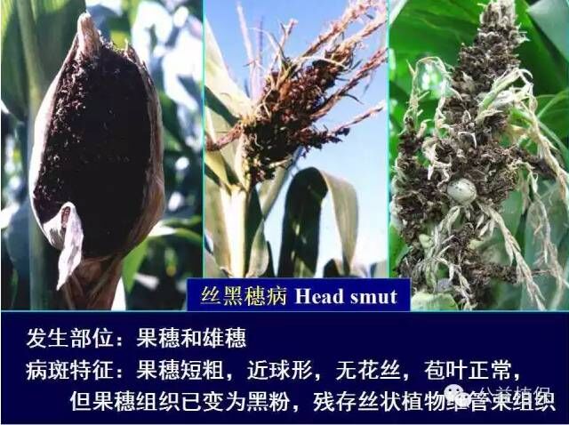 最全的玉米病害图谱，看完后自己当专家！！