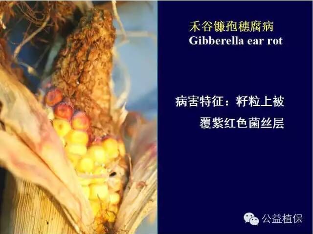 最全的玉米病害图谱，看完后自己当专家！！