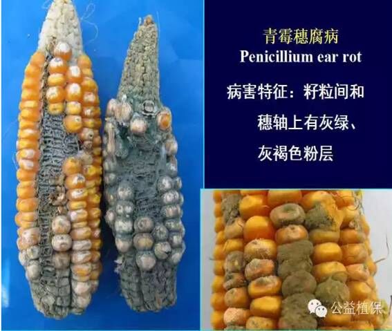 最全的玉米病害图谱，看完后自己当专家！！