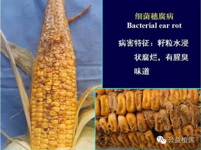 最全的玉米病害图谱，看完后自己当专家！！