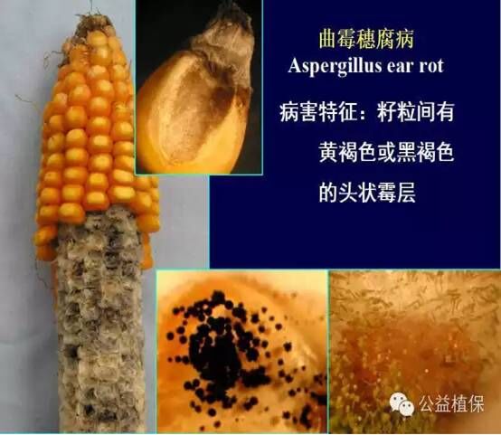 最全的玉米病害图谱，看完后自己当专家！！