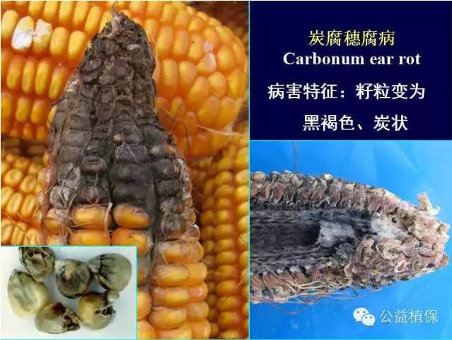 最全的玉米病害图谱，看完后自己当专家！！
