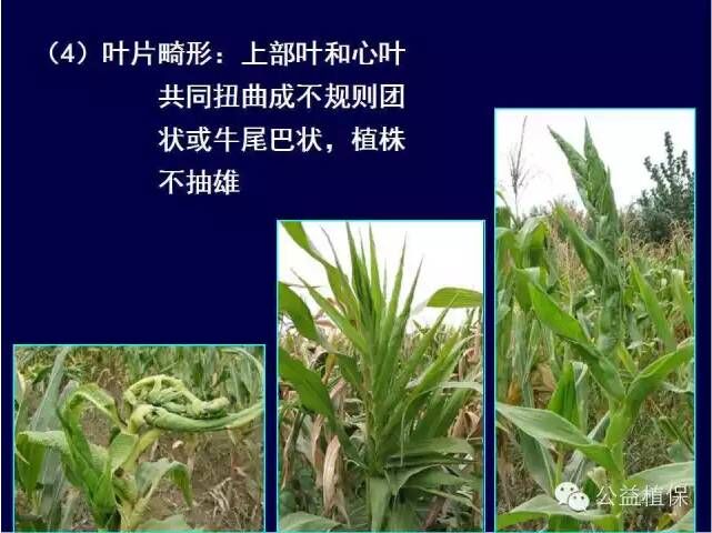 最全的玉米病害图谱，看完后自己当专家！！