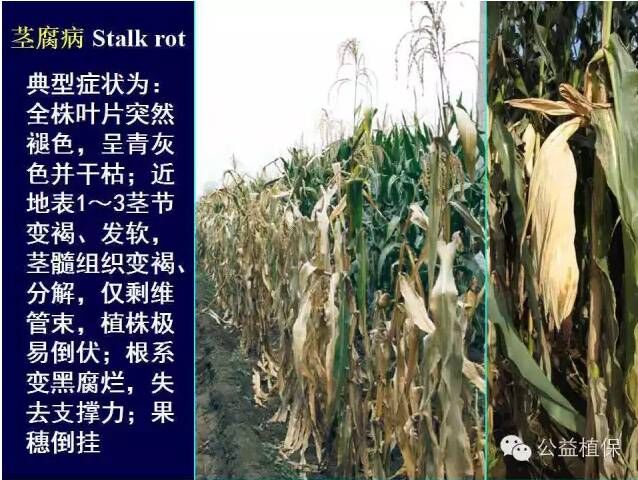 最全的玉米病害图谱，看完后自己当专家！！