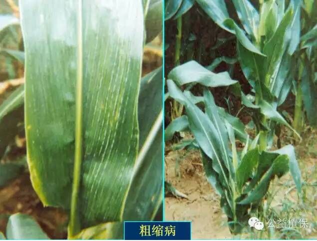 最全的玉米病害图谱，看完后自己当专家！！