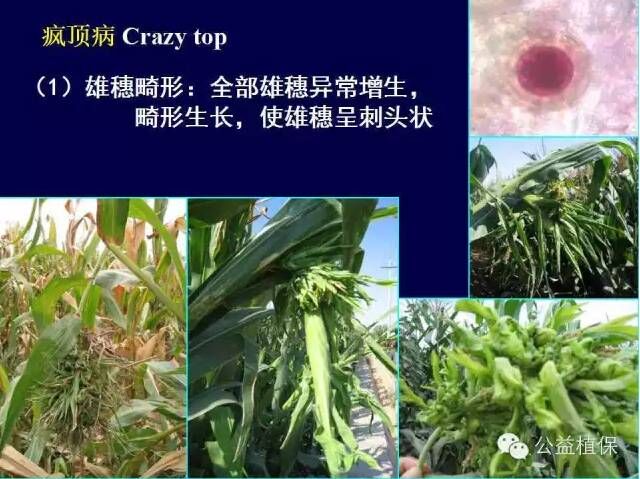 最全的玉米病害图谱，看完后自己当专家！！