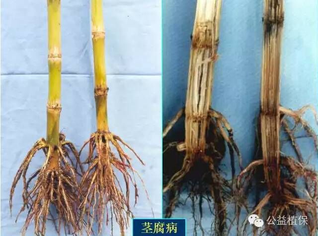最全的玉米病害图谱，看完后自己当专家！！