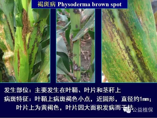 最全的玉米病害图谱，看完后自己当专家！！