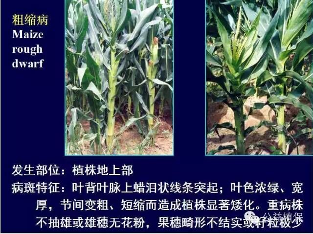 最全的玉米病害图谱，看完后自己当专家！！