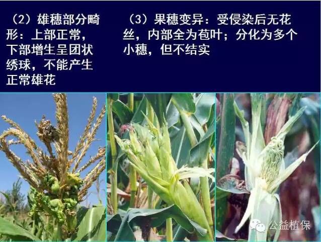 最全的玉米病害图谱，看完后自己当专家！！